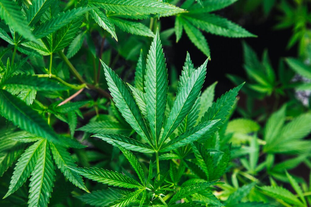 THC Drug Tests: What Marijuana Testing Can and Cannot Prove in Legal Cases 1